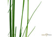 Eleocharis montevidensis aqua-teck