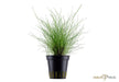 Eleocharis parvula aqua-teck