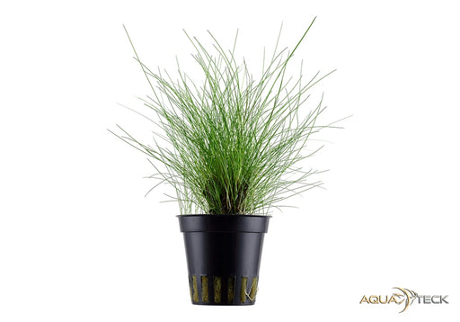 Eleocharis parvula aqua-teck