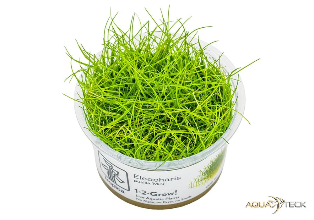 Eleocharis pusilla 'mini' (InVitro)