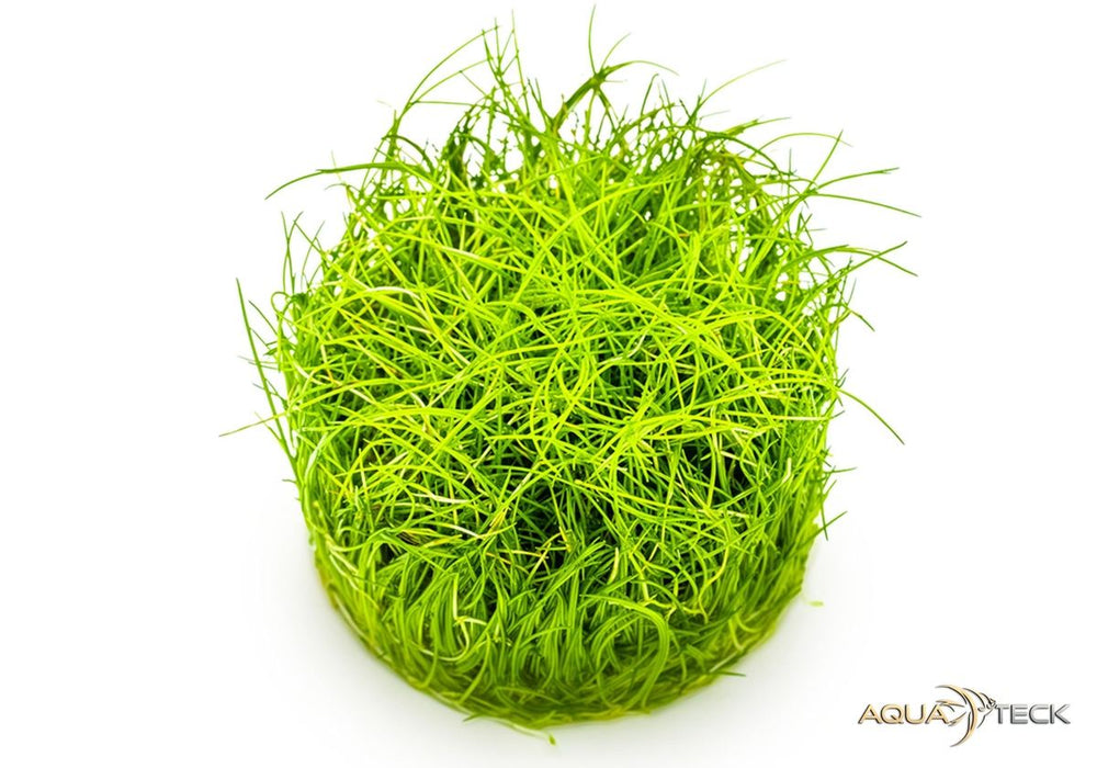 Eleocharis pusilla 'mini' (InVitro)