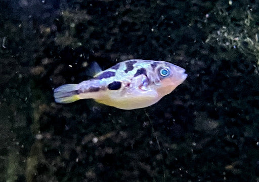 Erbsenkugelfisch XXL - Carinotetraodon travancoricus