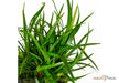 Eriocaulon sp. 'Vietnam'