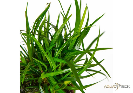 Eriocaulon sp. 'Vietnam'