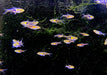 Sonderpreis - Espes Keilfleckbärbling - Trigonostigma Rasbora espei aqua-teck