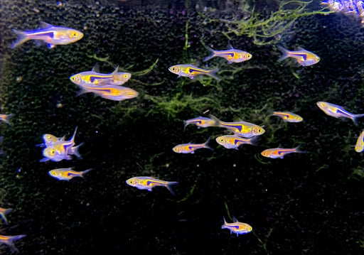 Sonderpreis - Espes Keilfleckbärbling - Trigonostigma Rasbora espei aqua-teck