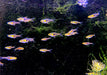 Sonderpreis - Espes Keilfleckbärbling - Trigonostigma Rasbora espei aqua-teck