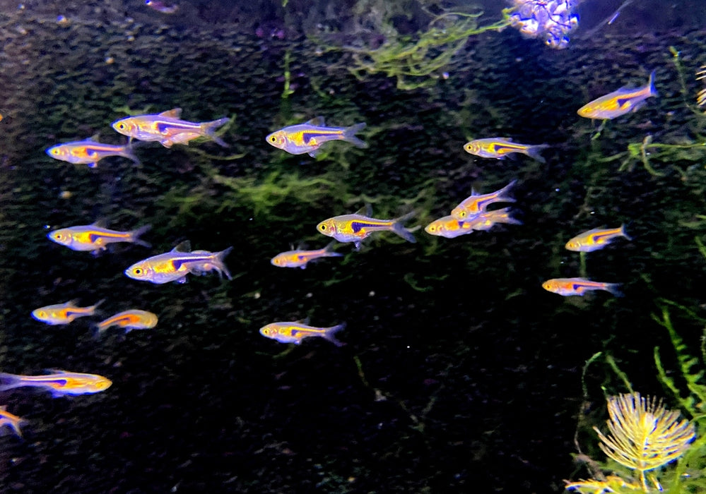 Sonderpreis - Espes Keilfleckbärbling - Trigonostigma Rasbora espei aqua-teck