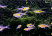 Sonderpreis - Espes Keilfleckbärbling - Trigonostigma Rasbora espei aqua-teck