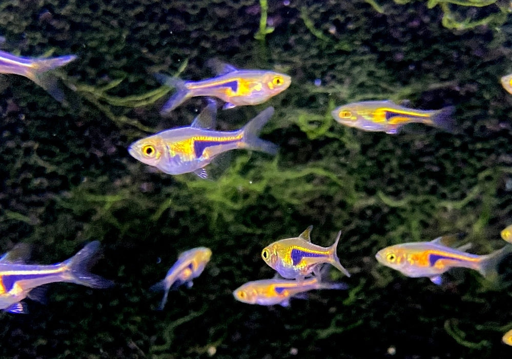 Sonderpreis - Espes Keilfleckbärbling - Trigonostigma Rasbora espei aqua-teck