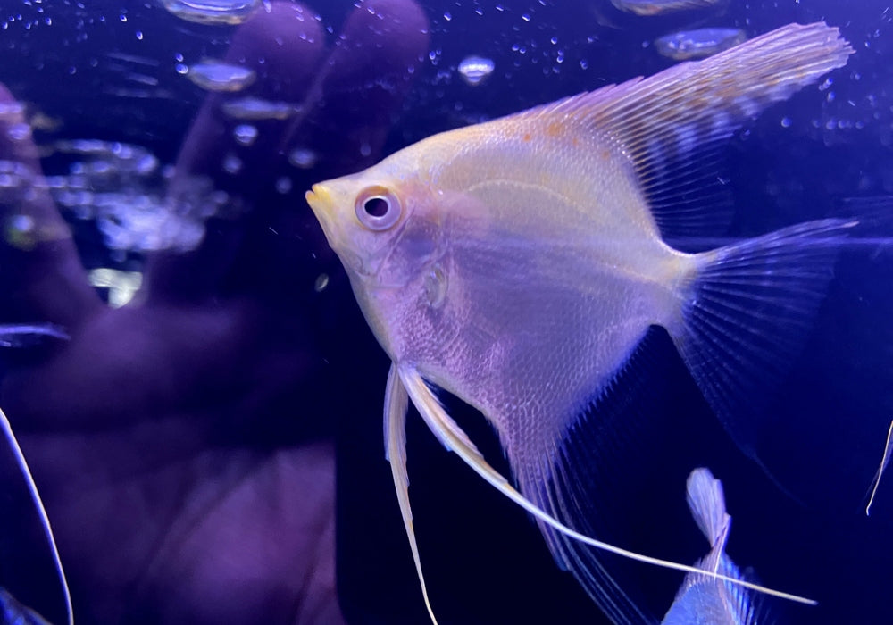 GOLD-Skalar - Pterophyllum scalare aqua-teck