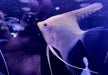 GOLD-Skalar - Pterophyllum scalare aqua-teck