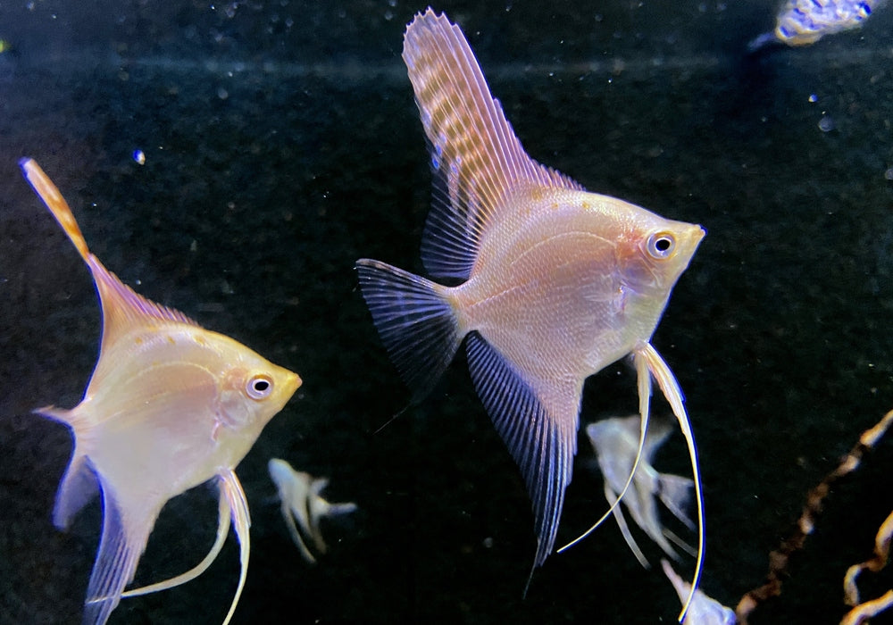GOLD-Skalar - Pterophyllum scalare aqua-teck