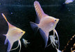 GOLD-Skalar - Pterophyllum scalare aqua-teck