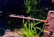Garnelen-Sticks / Shrimp-Sticks