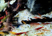 Garnelen MIX - Neocaridina davidi 'Farb-Mix'