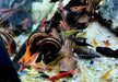 Garnelen MIX - Neocaridina davidi 'Farb-Mix'