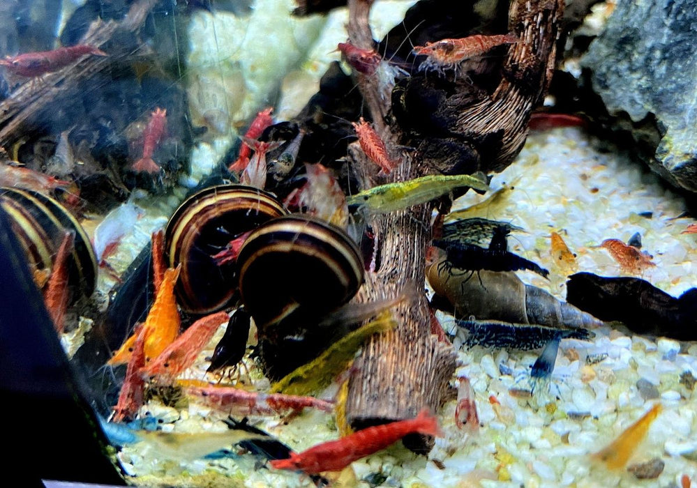 Garnelen MIX - Neocaridina davidi 'Farb-Mix'