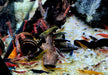 Garnelen MIX - Neocaridina davidi 'Farb-Mix'