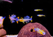 Geflecktes Blauauge - Pseudomugil gertrudae