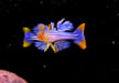 Geflecktes Blauauge - Pseudomugil gertrudae