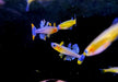 Geflecktes Blauauge - Pseudomugil gertrudae