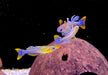 Geflecktes Blauauge - Pseudomugil gertrudae