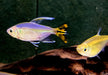 Gelber Kongosalmler - Alestopetersius caudalis aqua-teck