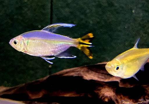 Gelber Kongosalmler - Alestopetersius caudalis aqua-teck