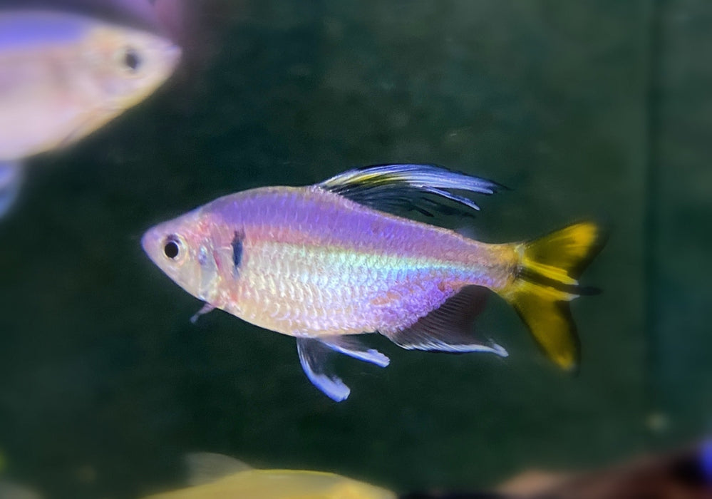 Gelber Kongosalmler - Alestopetersius caudalis aqua-teck