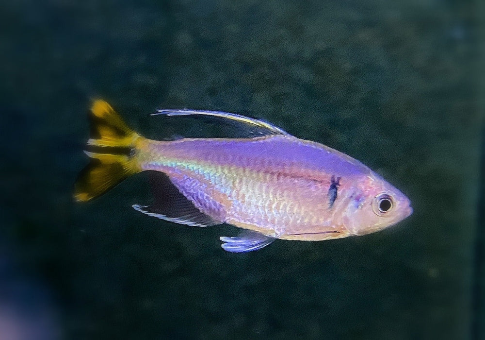 Gelber Kongosalmler - Alestopetersius caudalis aqua-teck