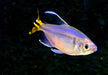 Gelber Kongosalmler - Alestopetersius caudalis aqua-teck