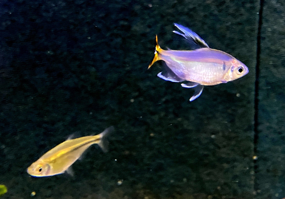 Gelber Kongosalmler - Alestopetersius caudalis aqua-teck