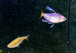 Gelber Kongosalmler - Alestopetersius caudalis aqua-teck