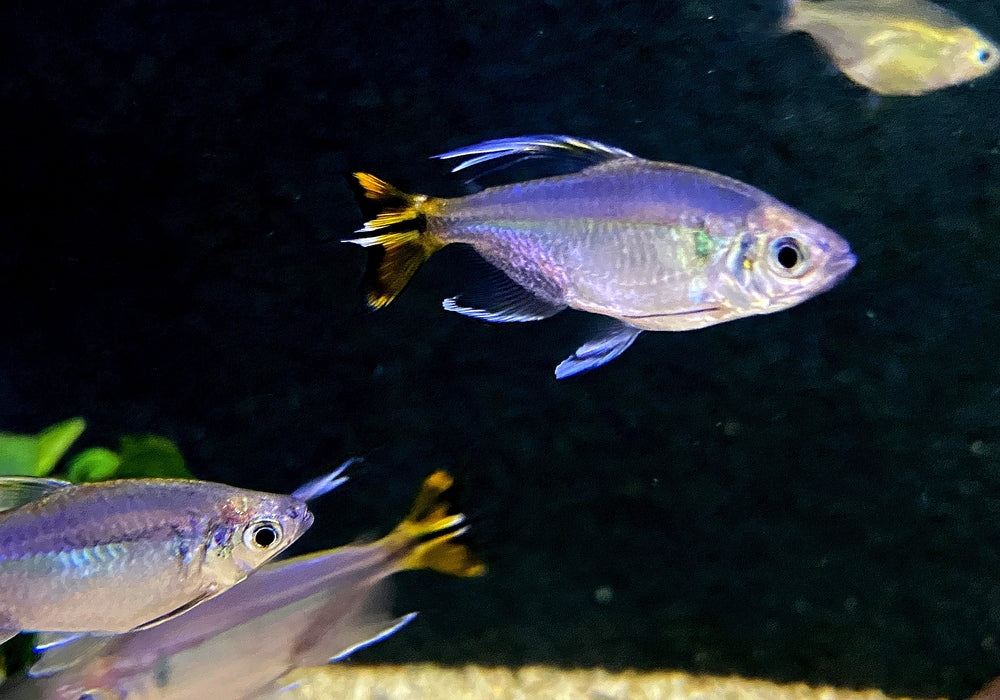 Gelber Kongosalmler - Alestopetersius caudalis aqua-teck