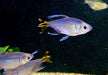 Gelber Kongosalmler - Alestopetersius caudalis aqua-teck