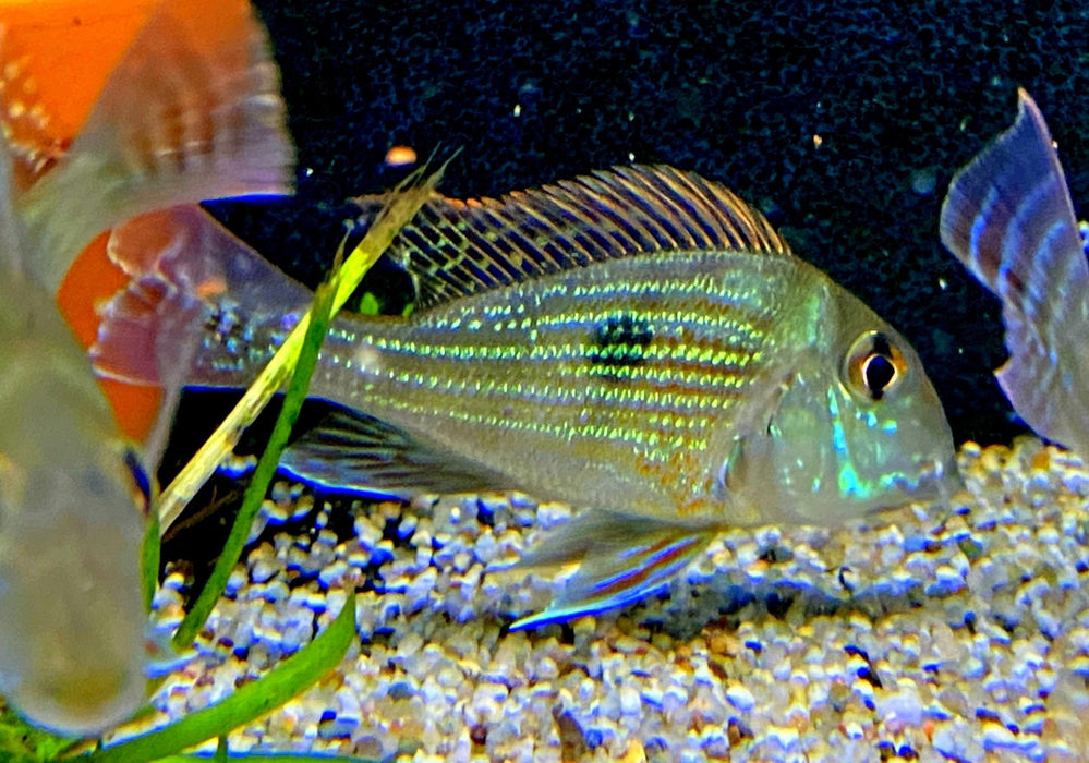 Svens Erdfresser M "Rio Araguaia" - Geophagus sveni aqua-teck