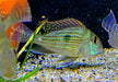 Svens Erdfresser M "Rio Araguaia" - Geophagus sveni aqua-teck
