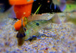 Svens Erdfresser M "Rio Araguaia" - Geophagus sveni aqua-teck