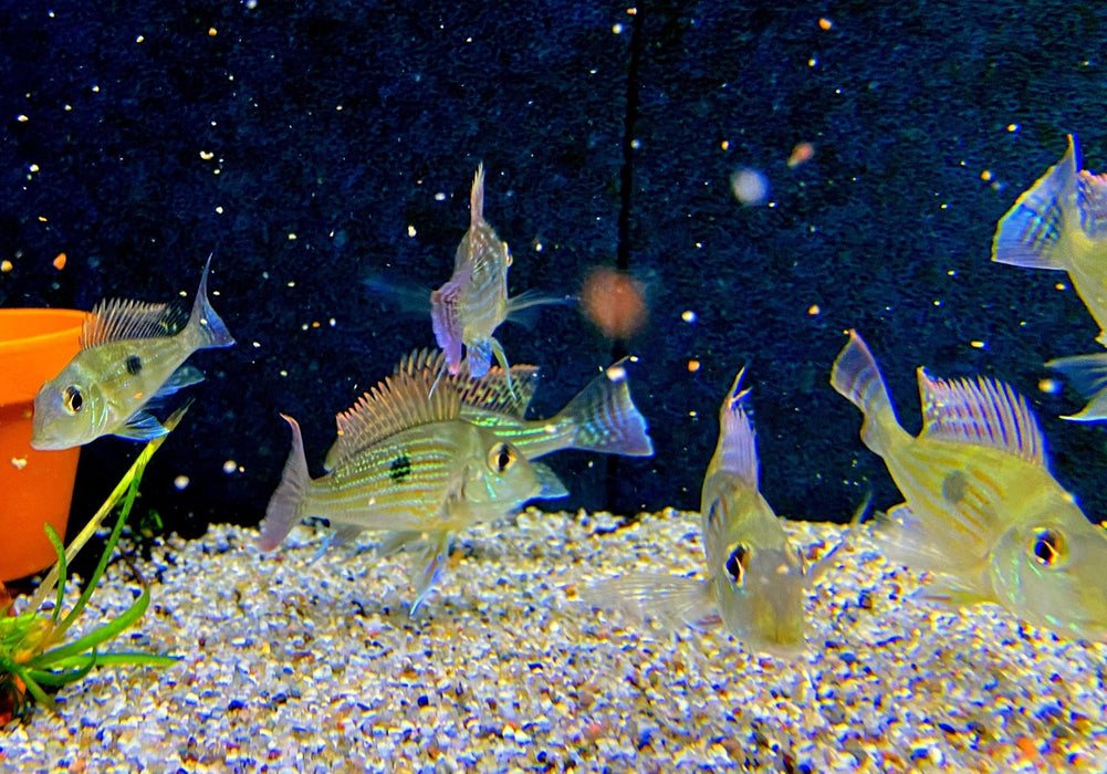 Svens Erdfresser M "Rio Araguaia" - Geophagus sveni aqua-teck