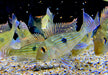 Svens Erdfresser M "Rio Araguaia" - Geophagus sveni aqua-teck