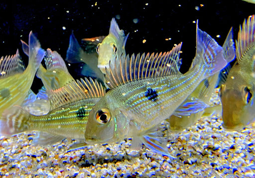 Svens Erdfresser M "Rio Araguaia" - Geophagus sveni aqua-teck