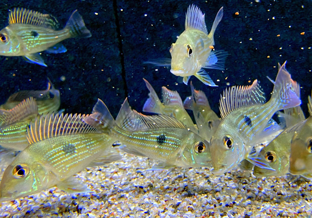 Svens Erdfresser M "Rio Araguaia" - Geophagus sveni aqua-teck