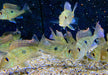 Svens Erdfresser M "Rio Araguaia" - Geophagus sveni aqua-teck