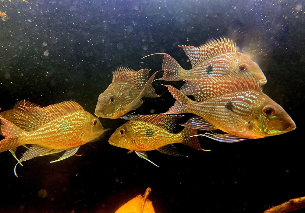 Svens Erdfresser M "Rio Araguaia" - Geophagus sveni aqua-teck