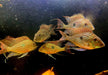 Svens Erdfresser M "Rio Araguaia" - Geophagus sveni aqua-teck