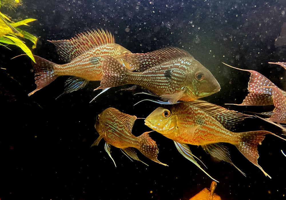 Svens Erdfresser M "Rio Araguaia" - Geophagus sveni aqua-teck