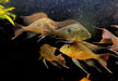 Svens Erdfresser M "Rio Araguaia" - Geophagus sveni aqua-teck