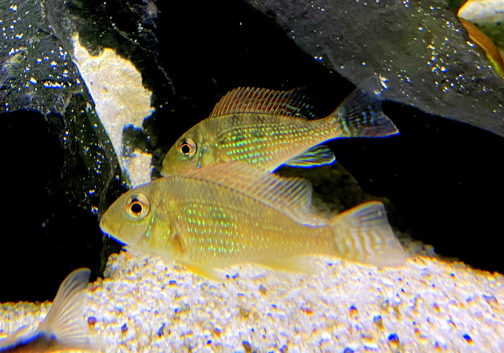 Mirabilis-Buntbarsch - Geophagus mirabilis