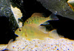 Mirabilis-Buntbarsch - Geophagus mirabilis
